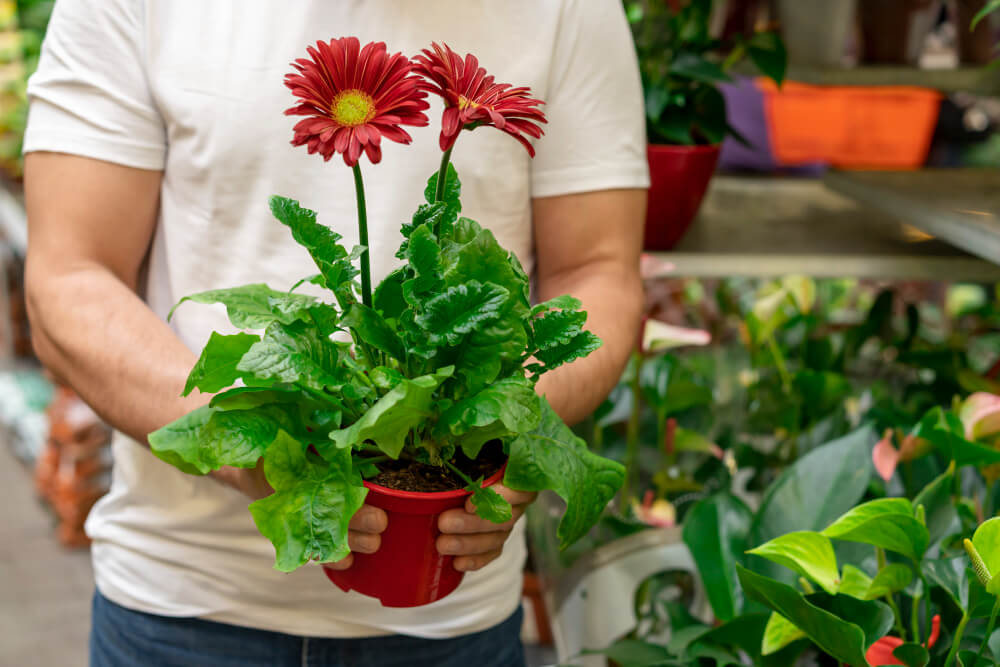 gerbera daisy house plant