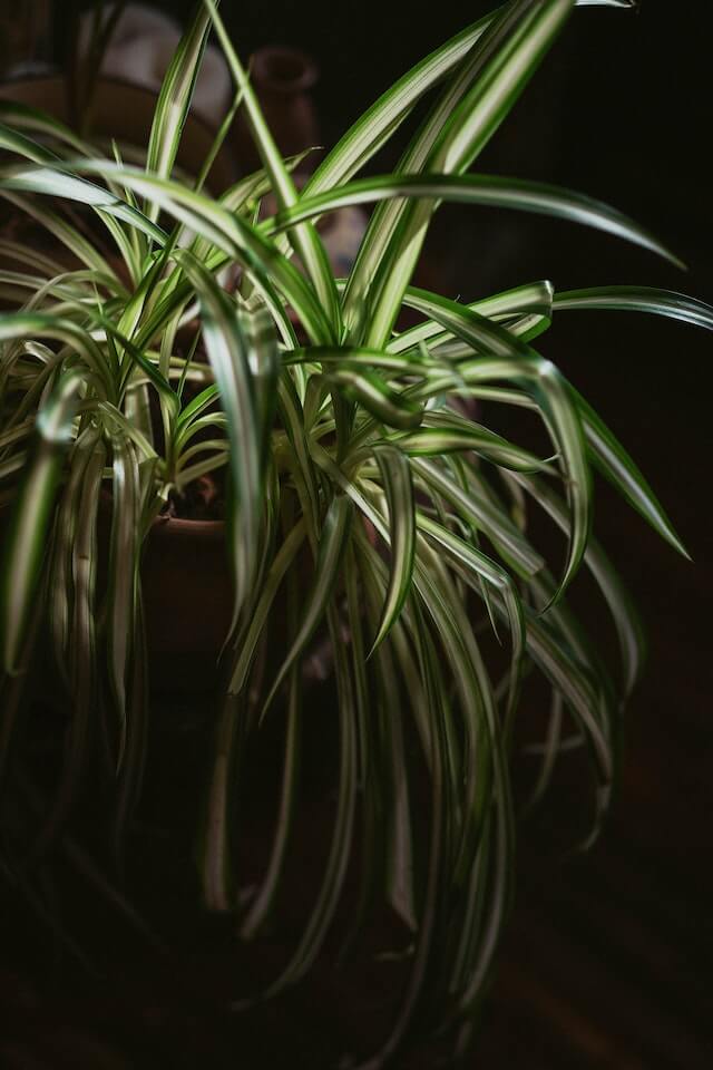 spider plant