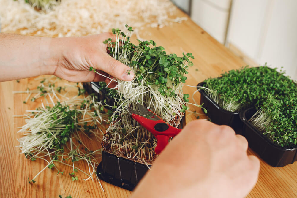 plant microgreens at home