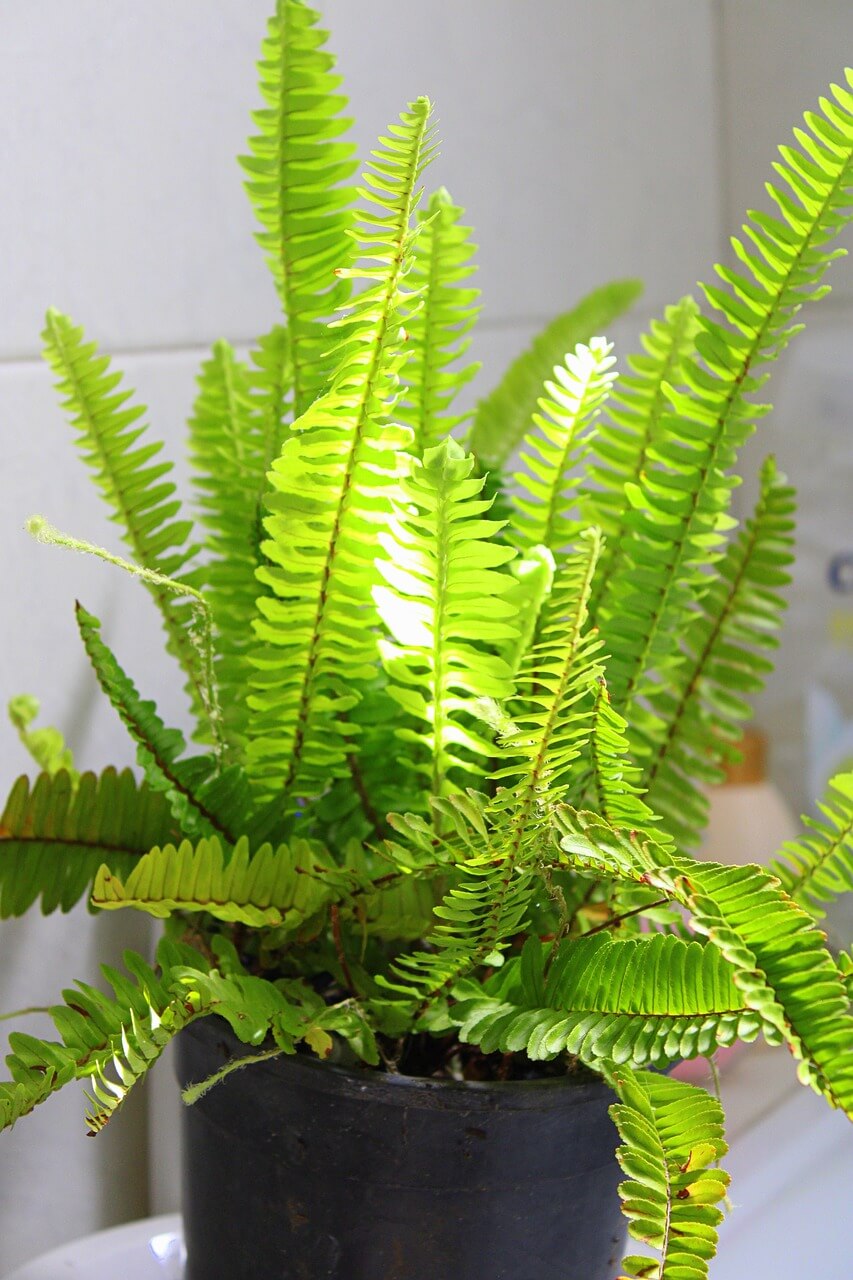 boston-fern-pet-safe-plant