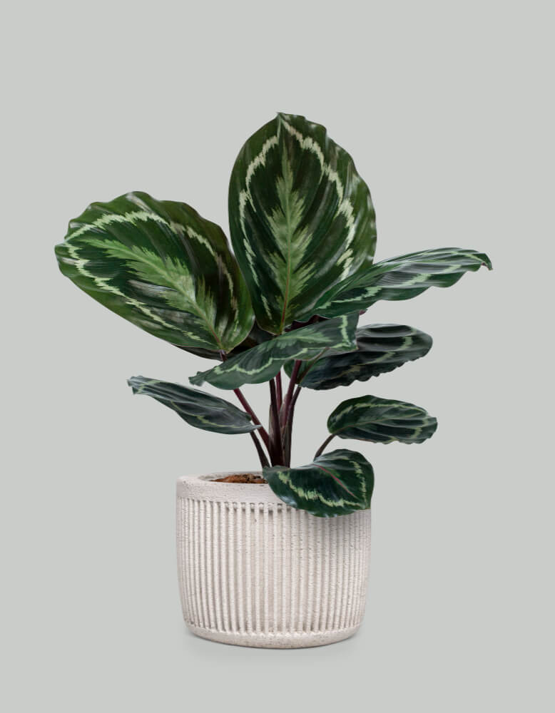 calathea plant - pet-friendly