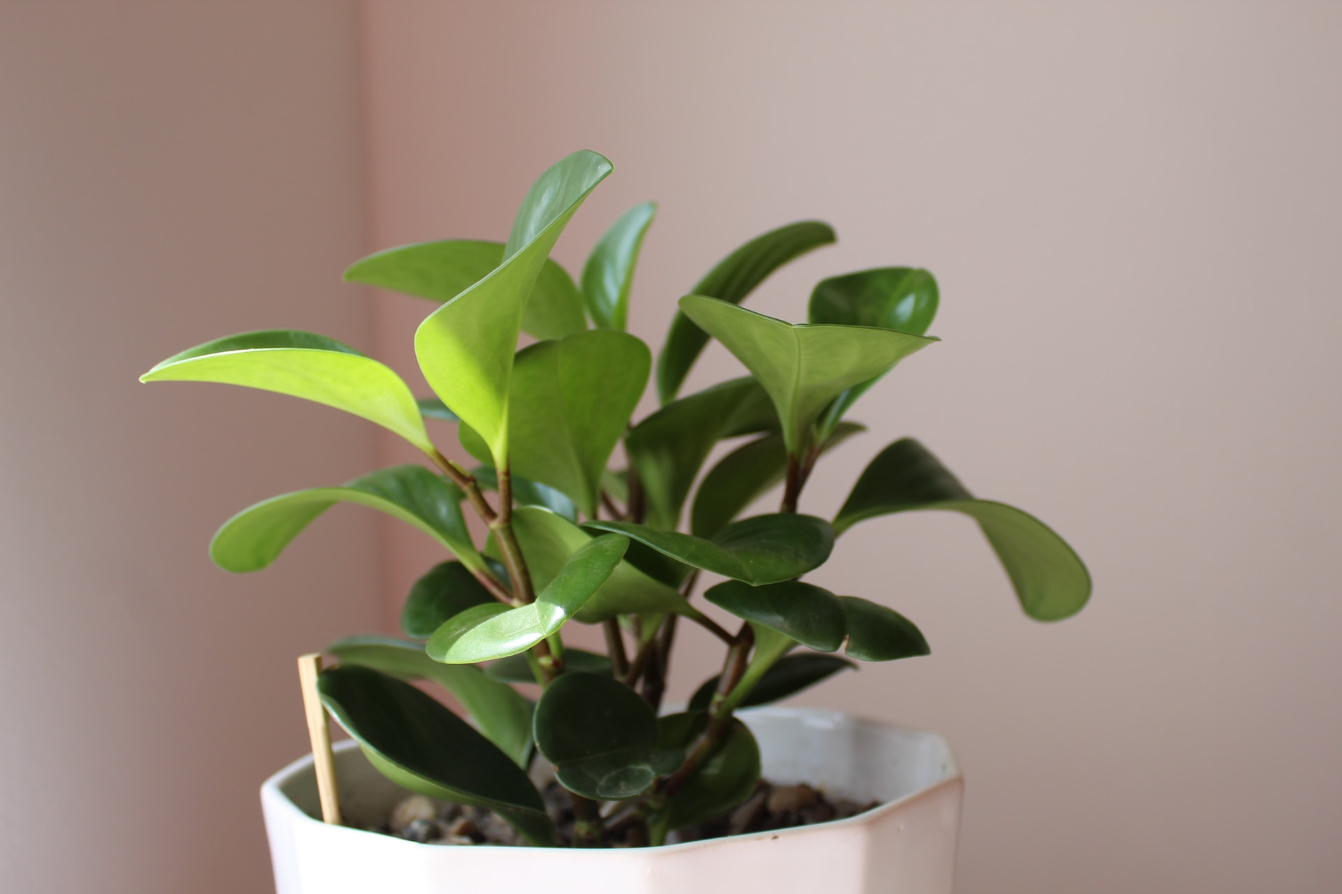 peperomia-pet-friendly-plant