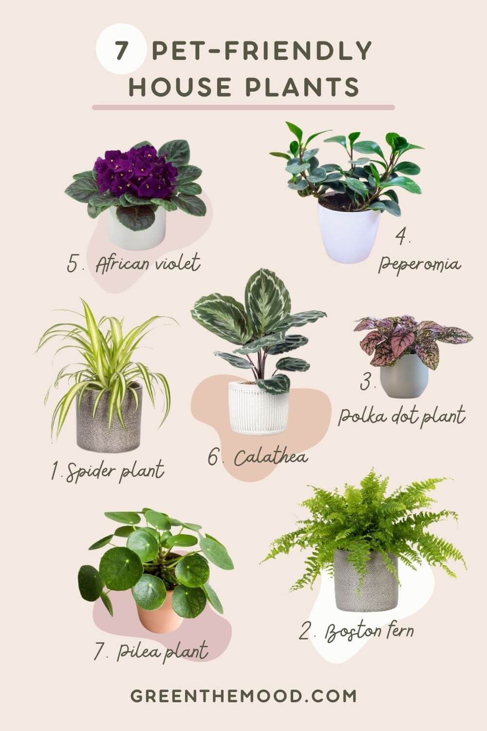 pet-friendly indoor plants