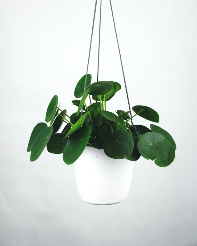 pilea plant - pet-friendly