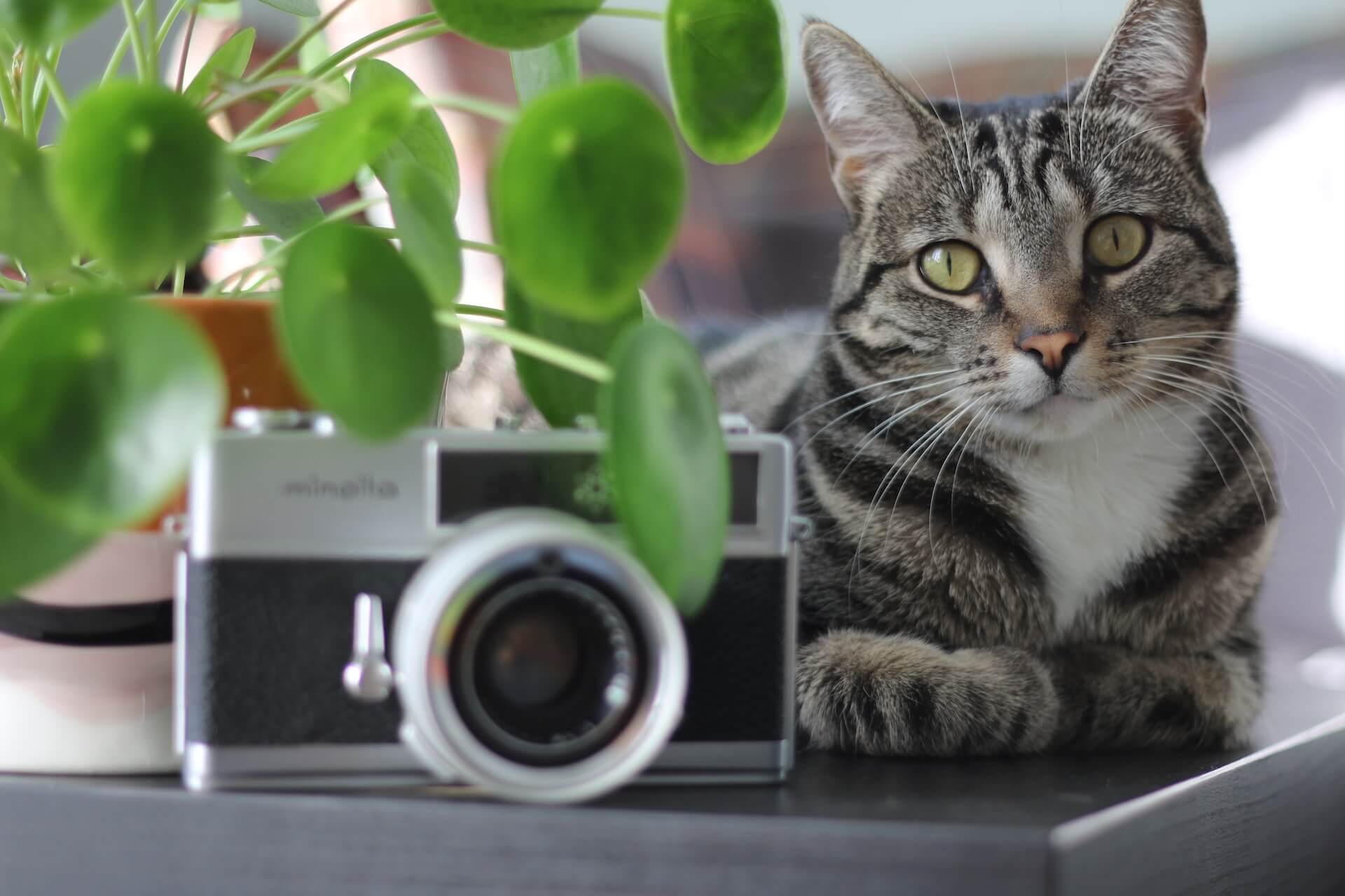 pilea with cat - pet-friendly plant