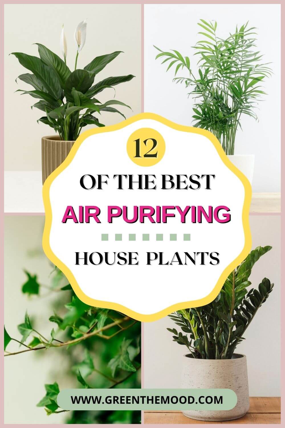 12 Best Air Purifying Plants - Mood Boosting House Plants