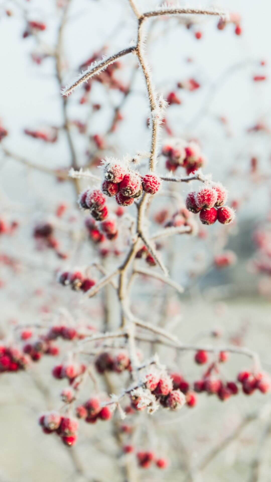 frozen winter berry phone wallpaper