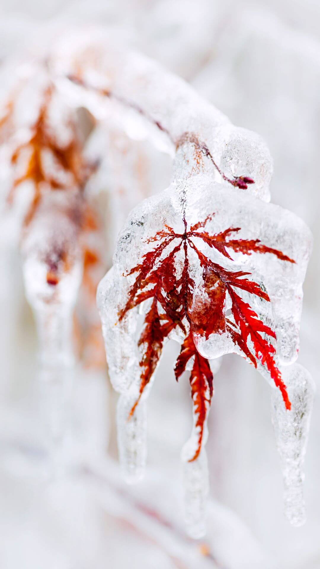 frozen winter leaves