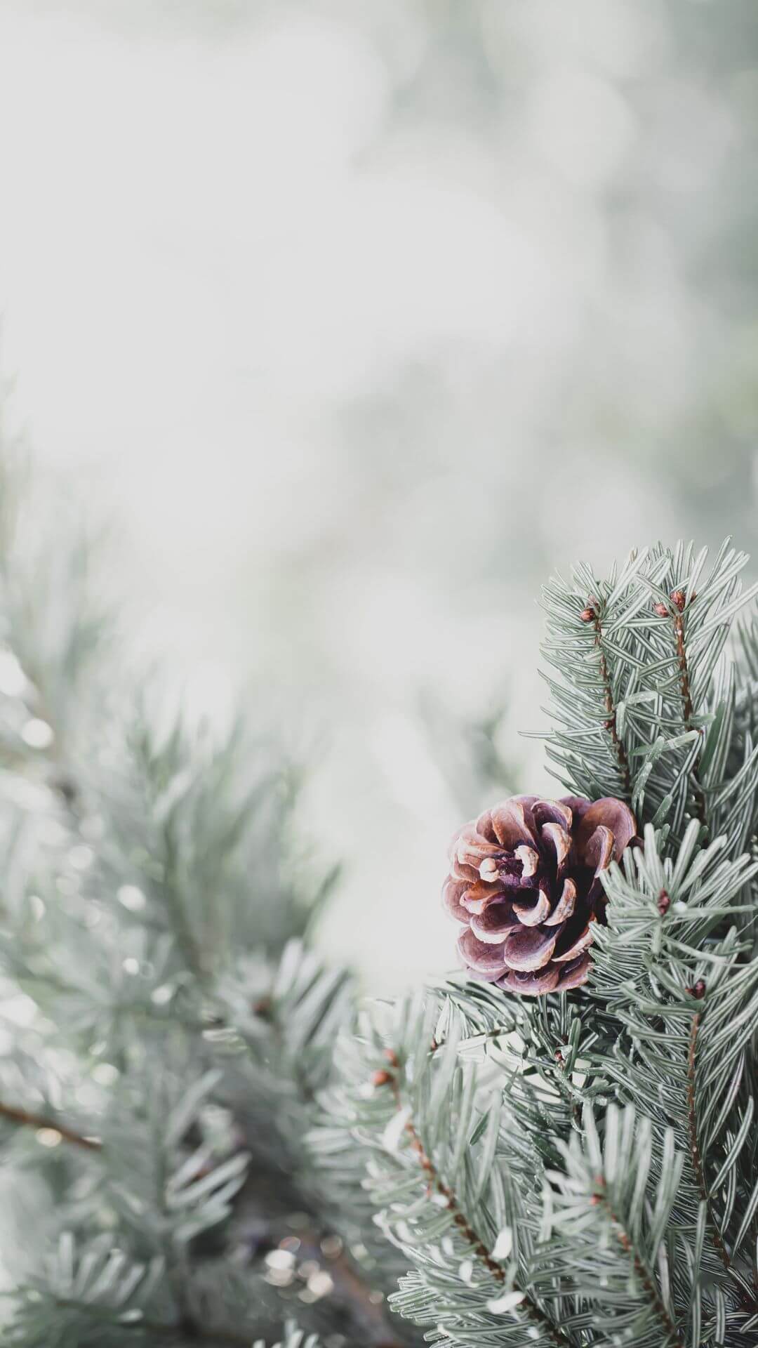 pine tree with snow