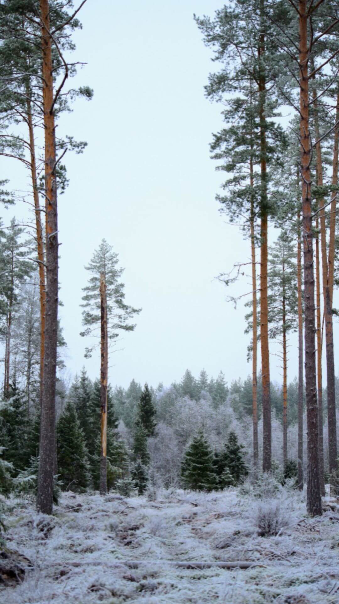 winter landscape with snow 2 