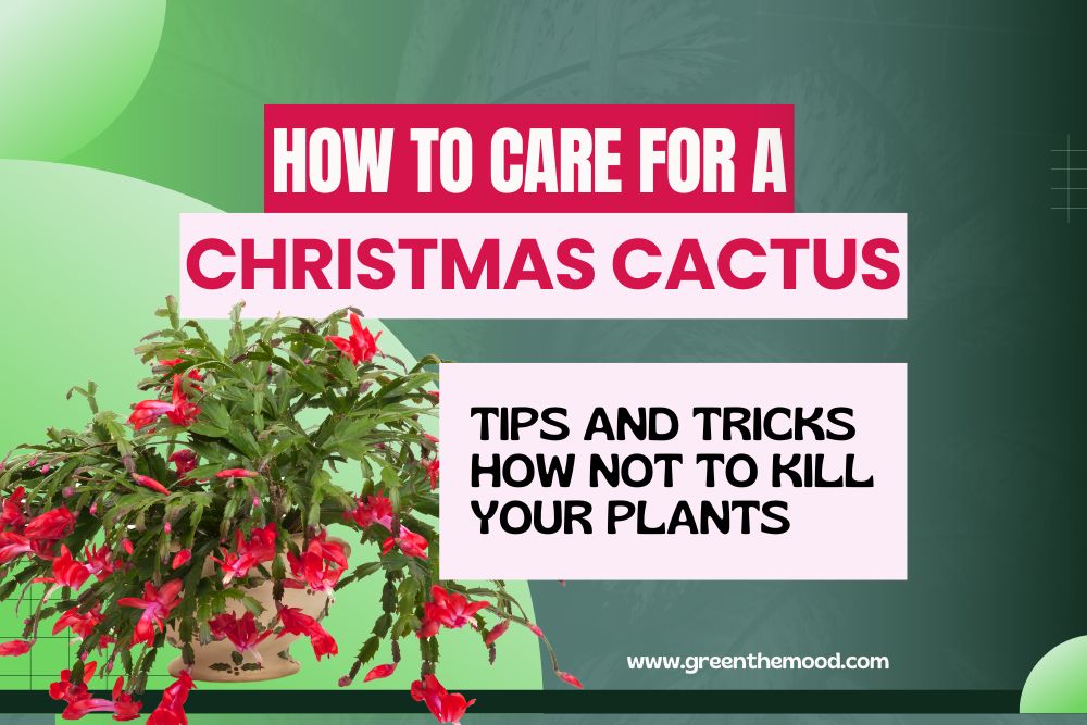 How to Care for a Christmas Cactus Houseplant? Do Not Kill Your Plant!