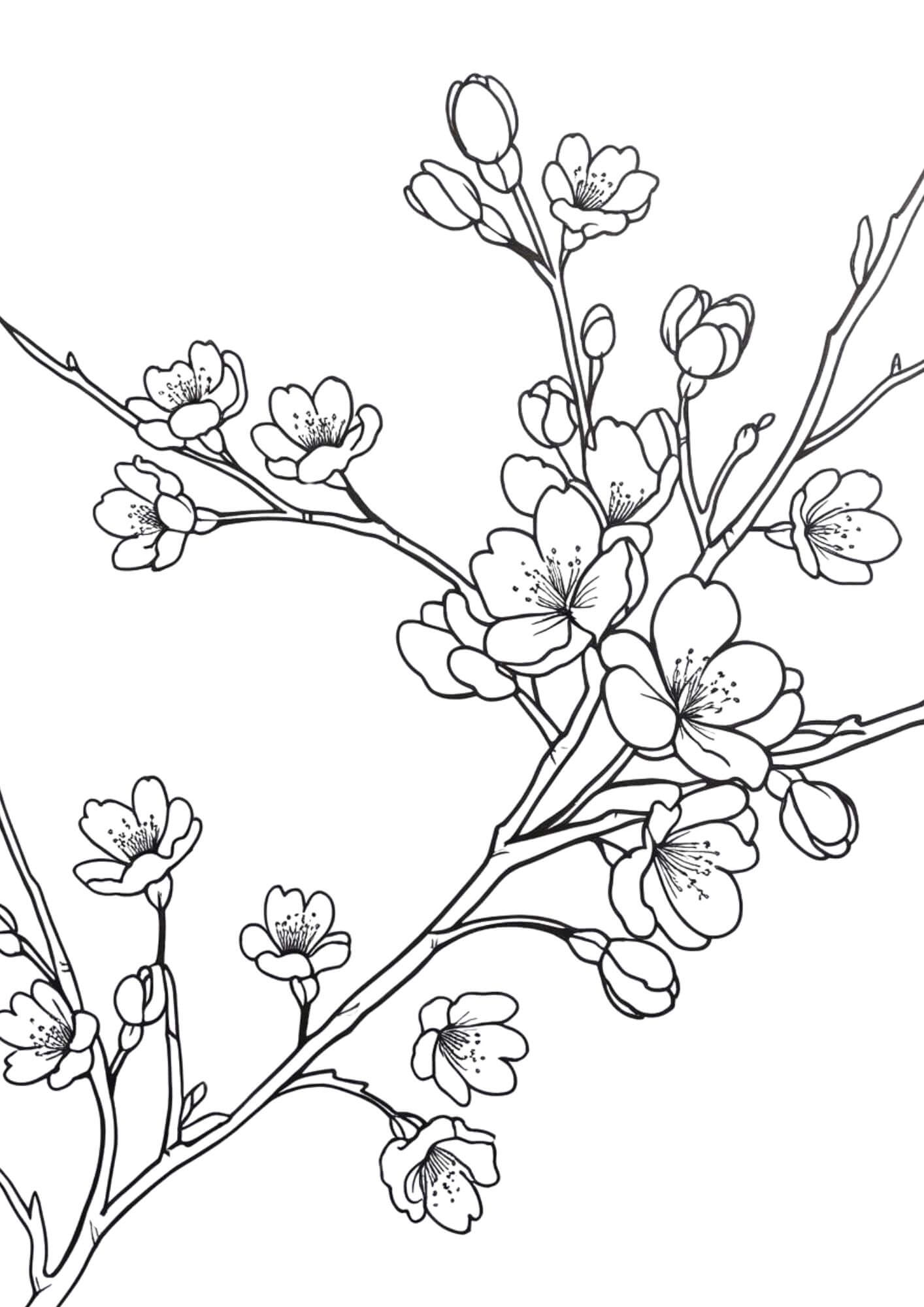 Cherry blossom tree coloring page