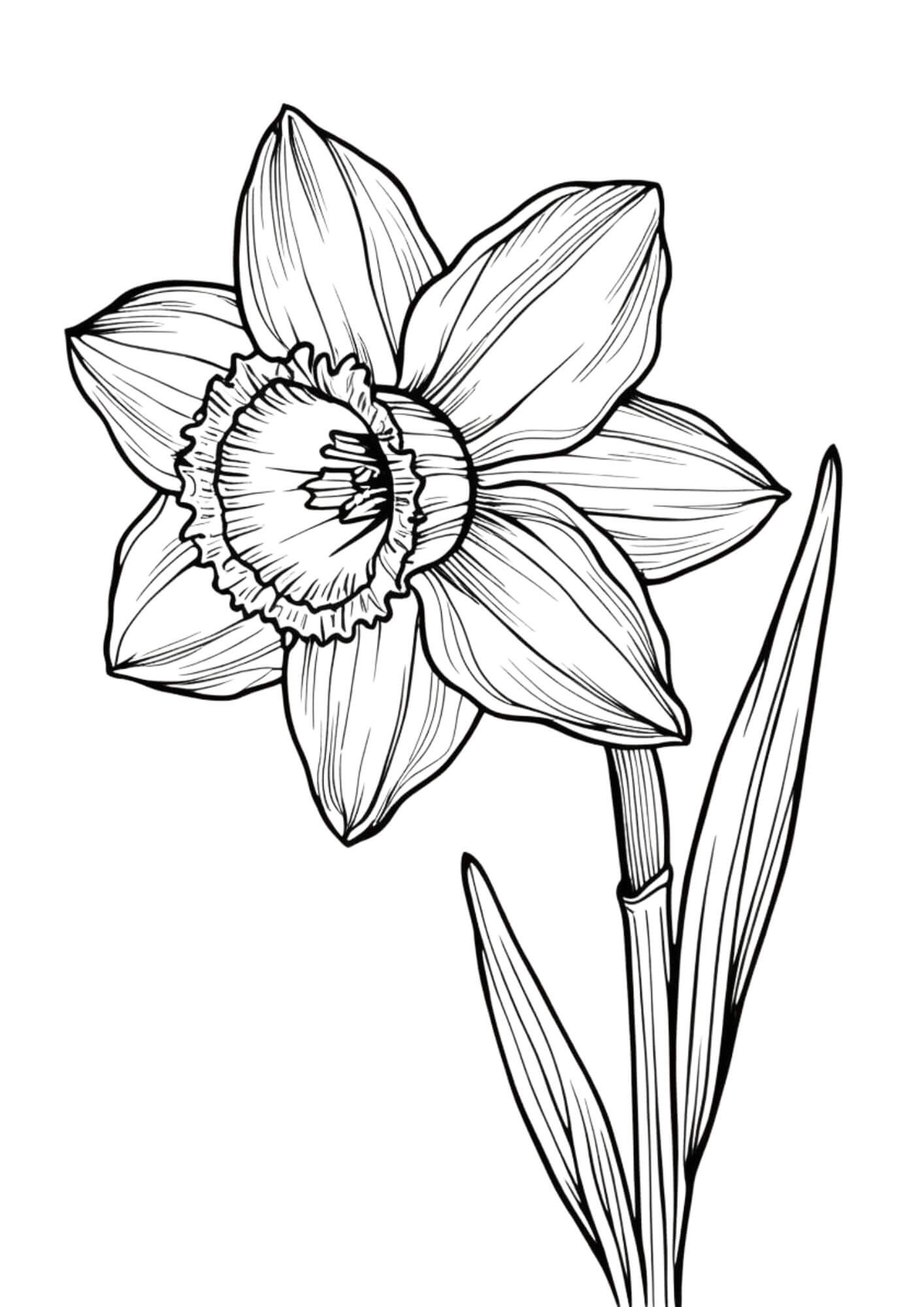 Daffodil Coloring page